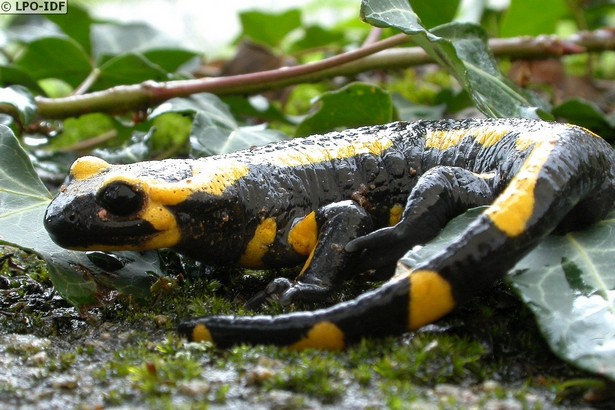 Parc départemental de la Poudrerie